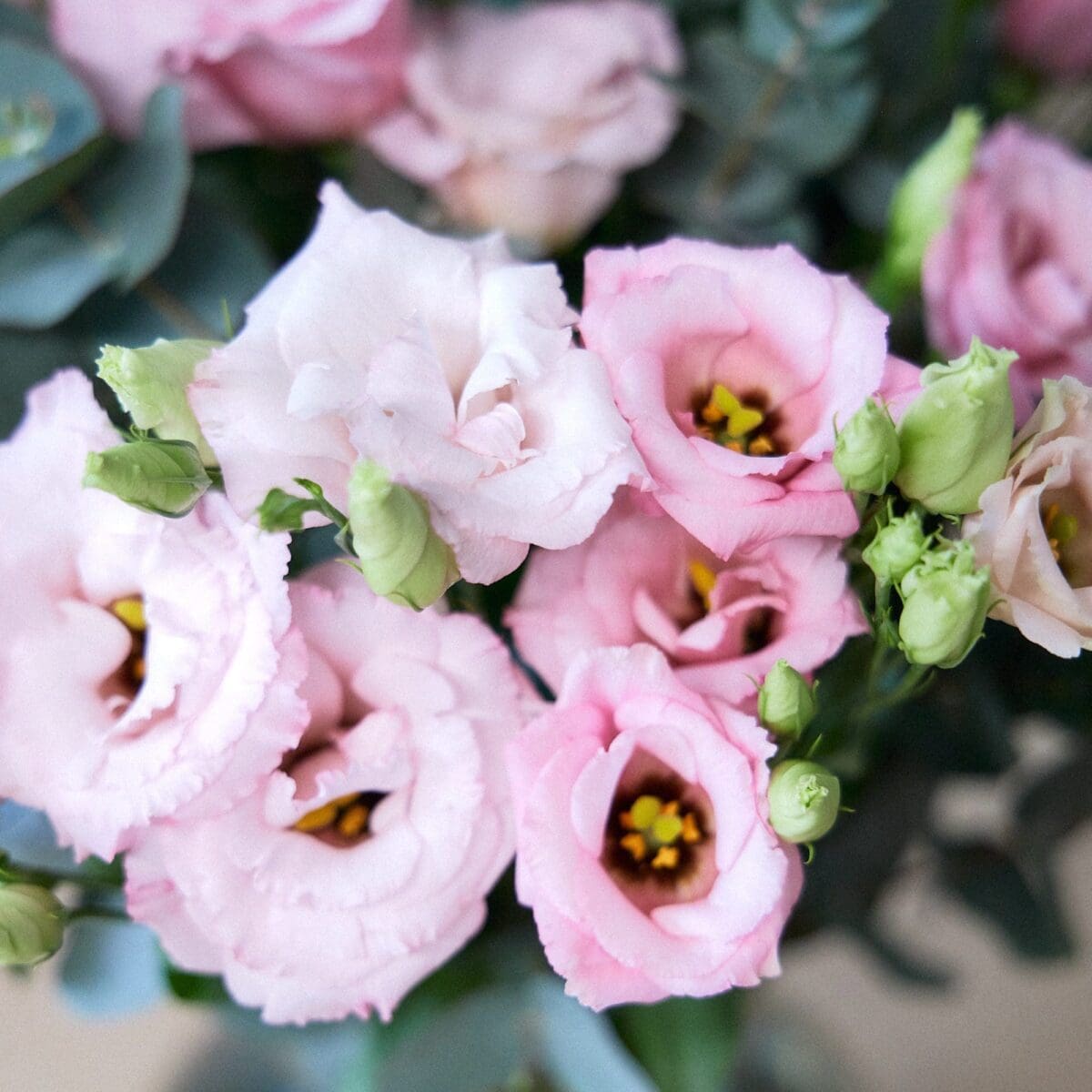 Pink Lisianthus bunch - Image 4