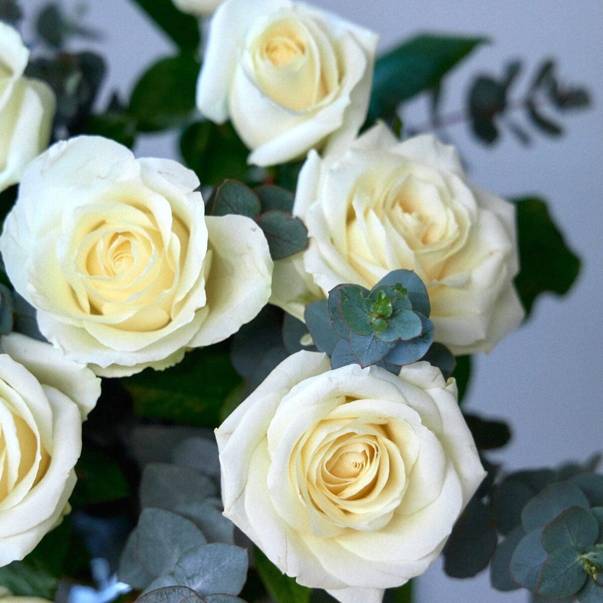 Bunch of white roses - Image 8