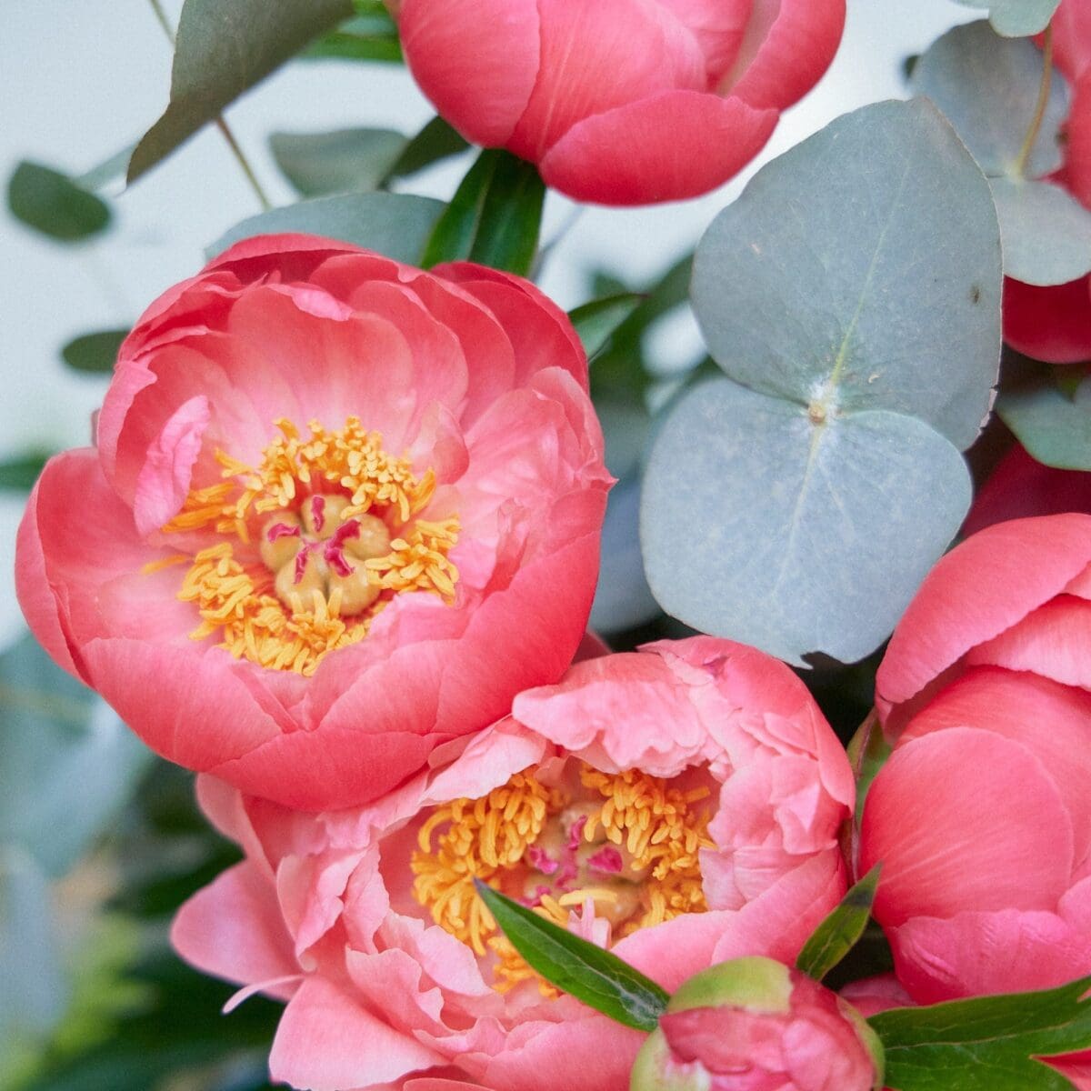 Botte de Pivoines corail – Image 6