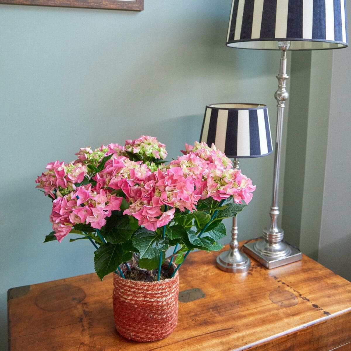 Pink hydrangea plant - Image 4