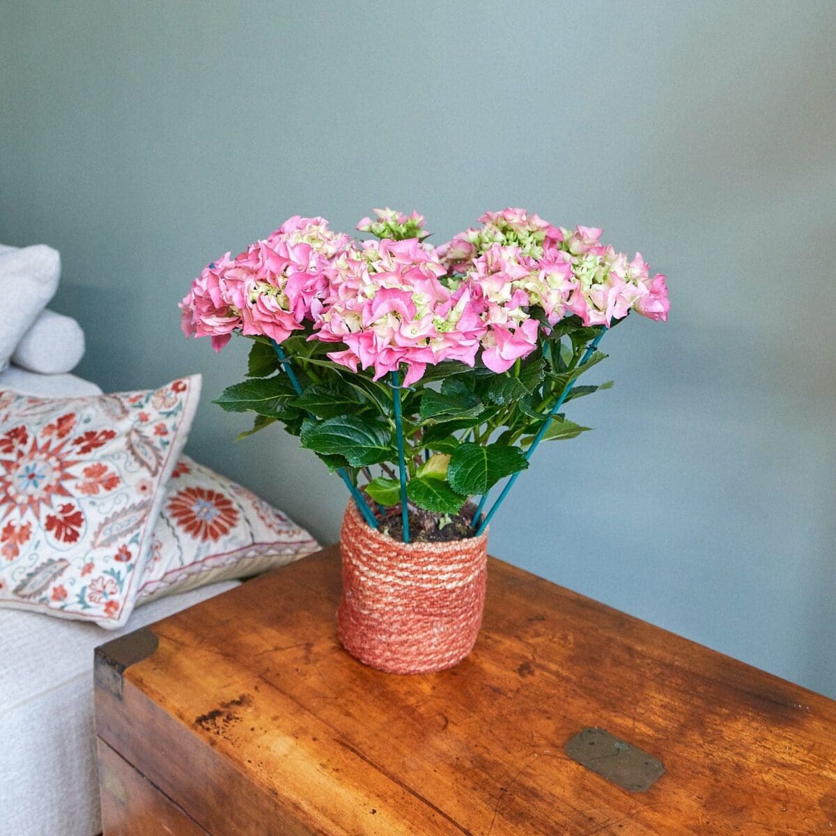 Pink hydrangea plant - Image 3