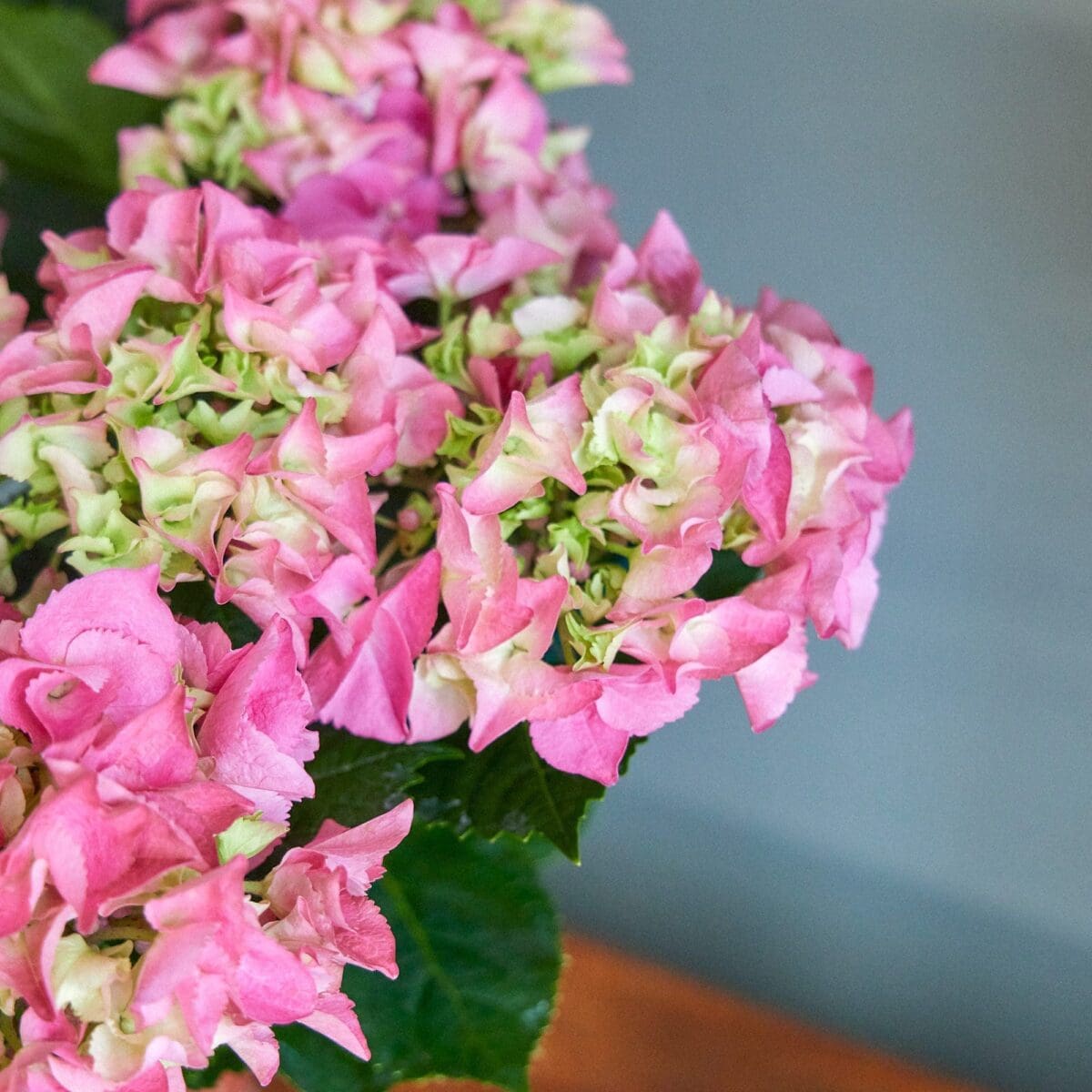 Pink hydrangea plant - Image 6