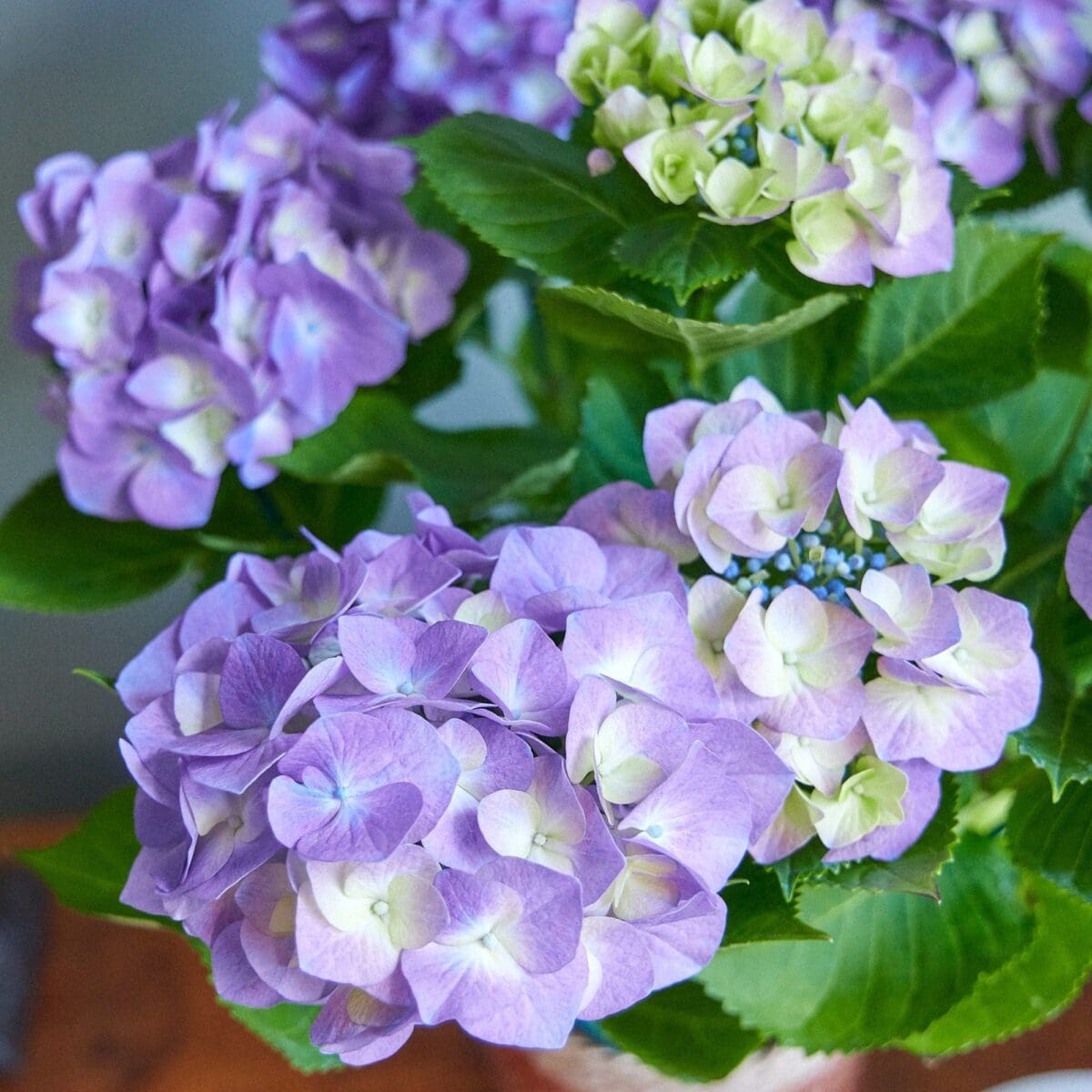 Purple hydrangea plant - Image 3