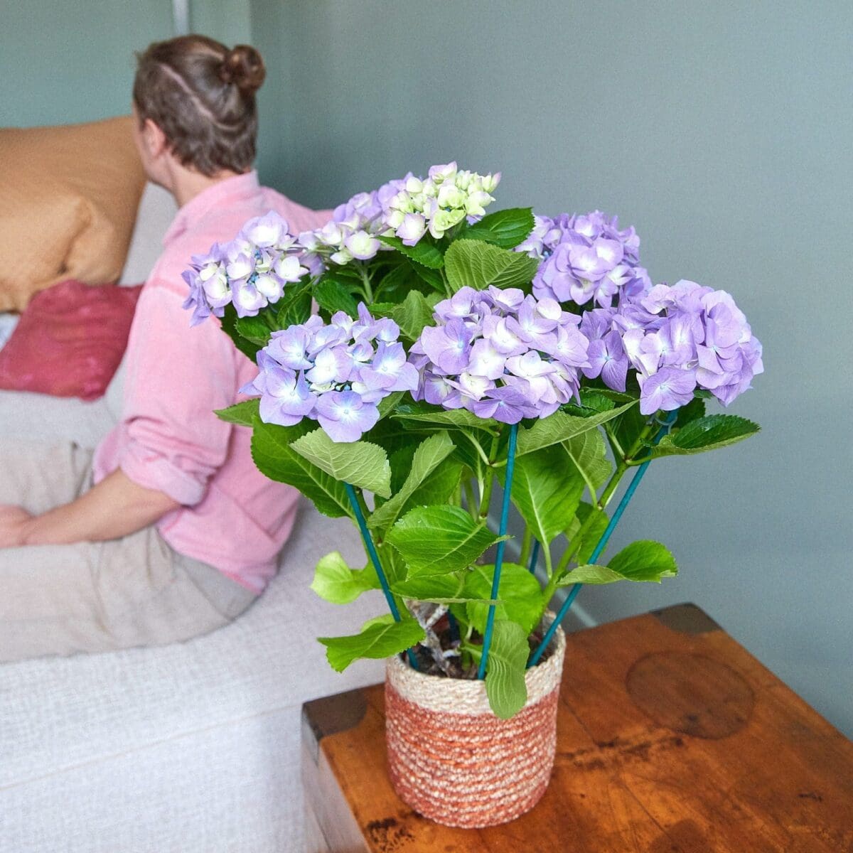 Purple hydrangea plant - Image 2