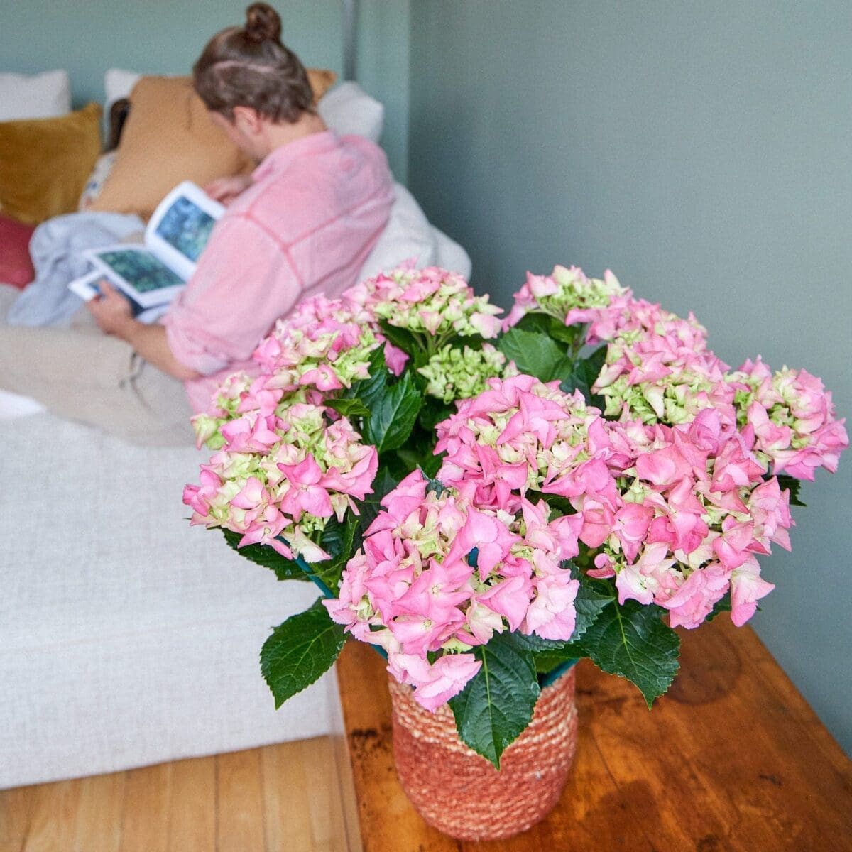 Pink hydrangea plant - Image 2
