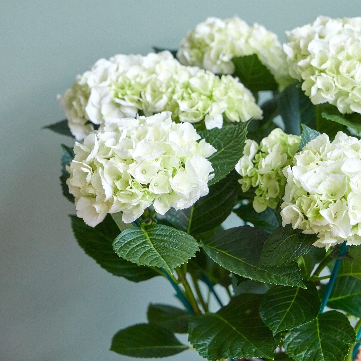 Plant White hydrangea - Image 6