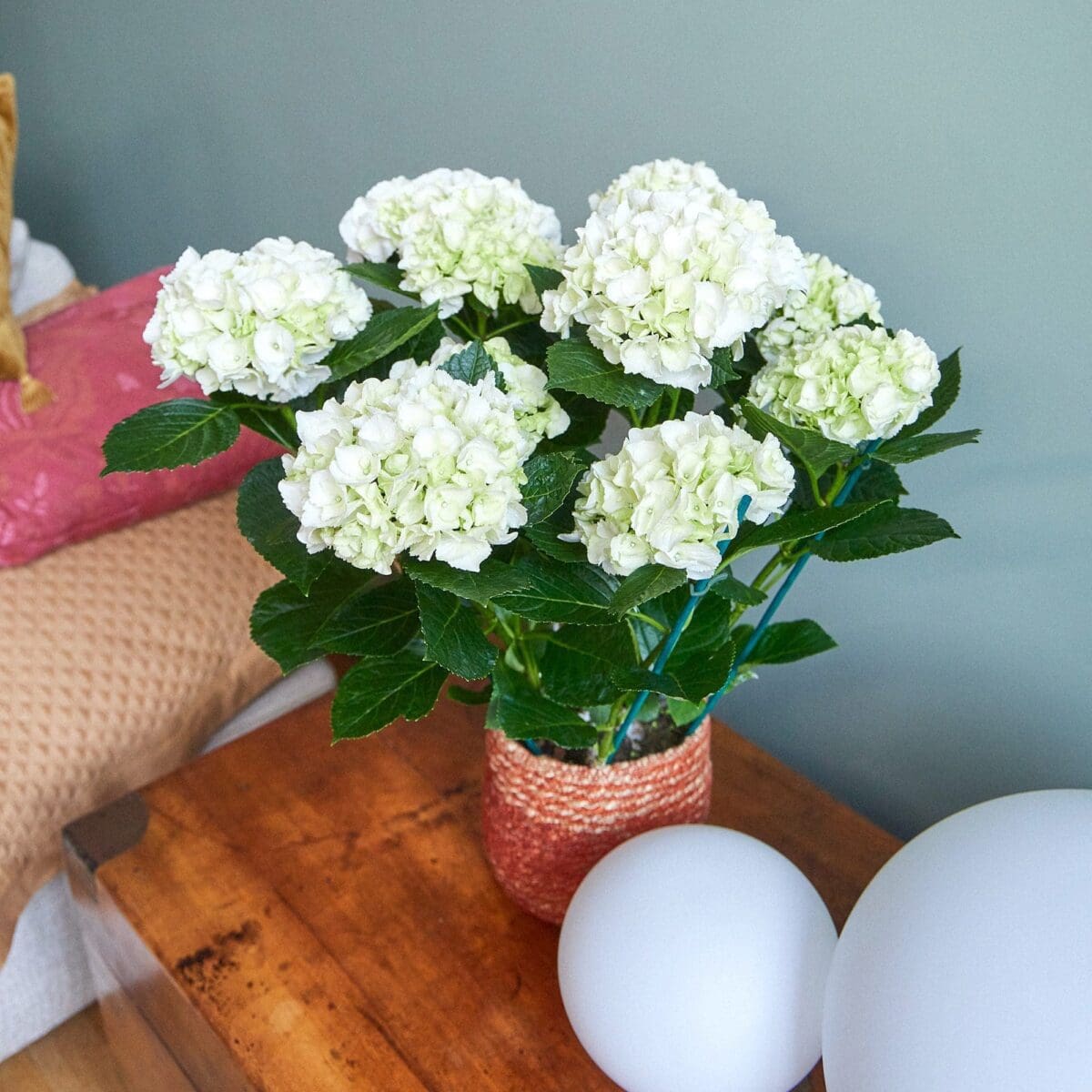 Plant White hydrangea - Image 3