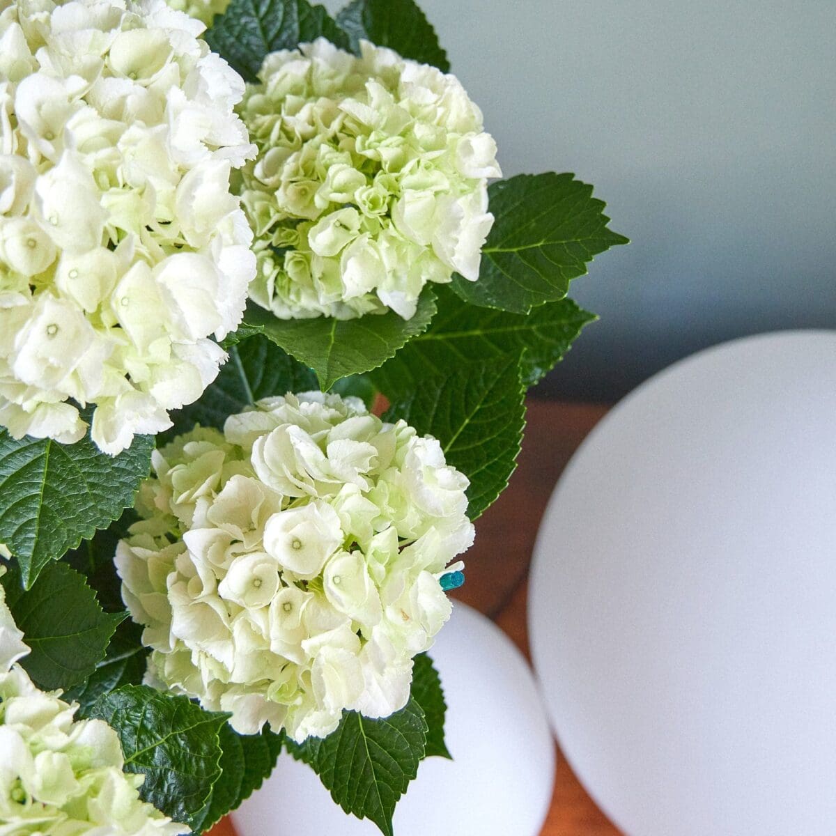 Plant White hydrangea - Image 7
