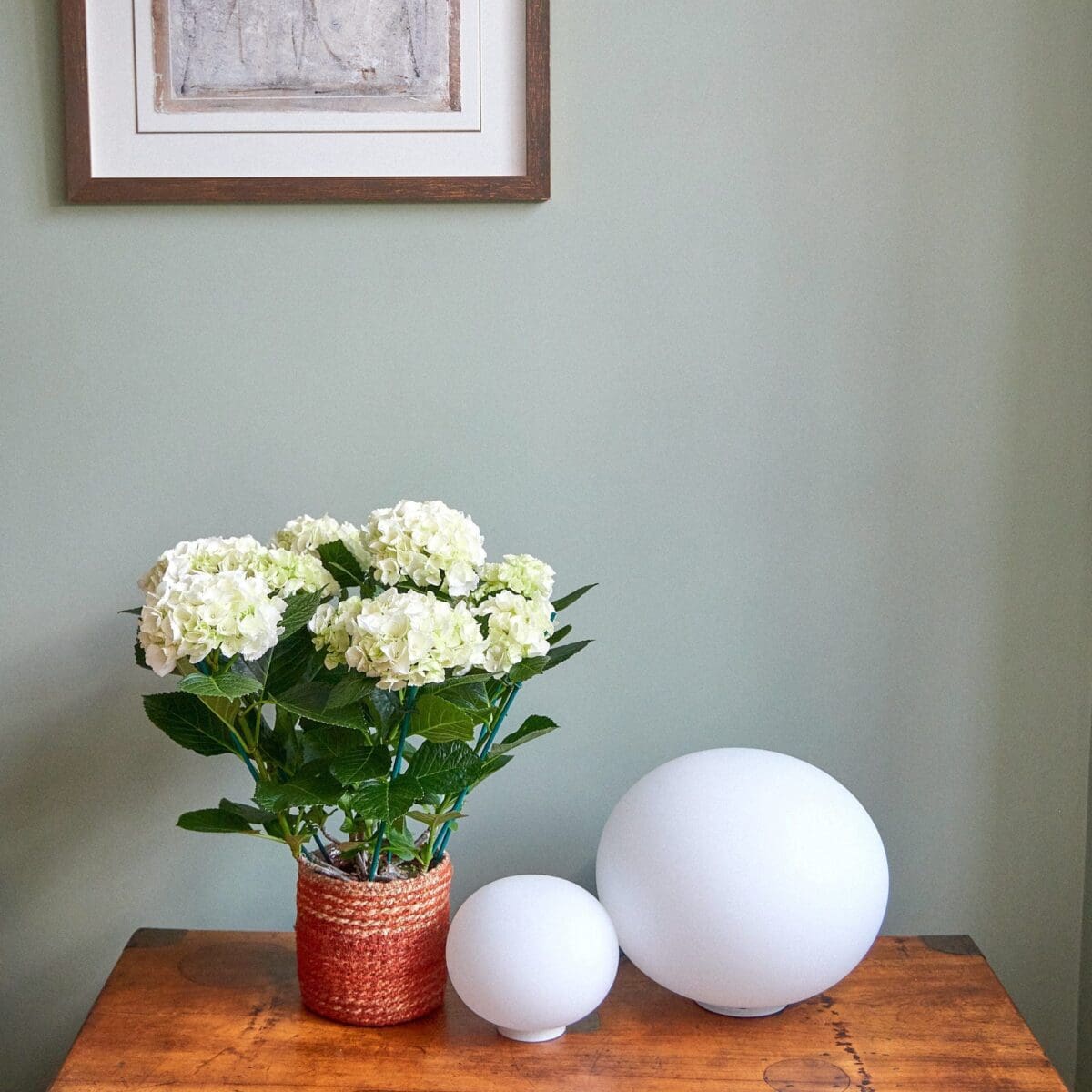 Plant White hydrangea - Image 2