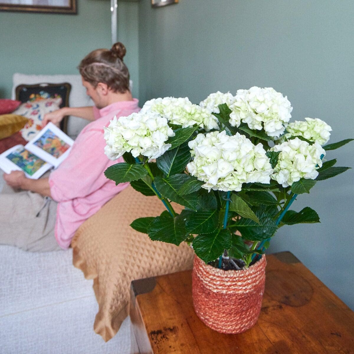 Plant White hydrangea - Image 4