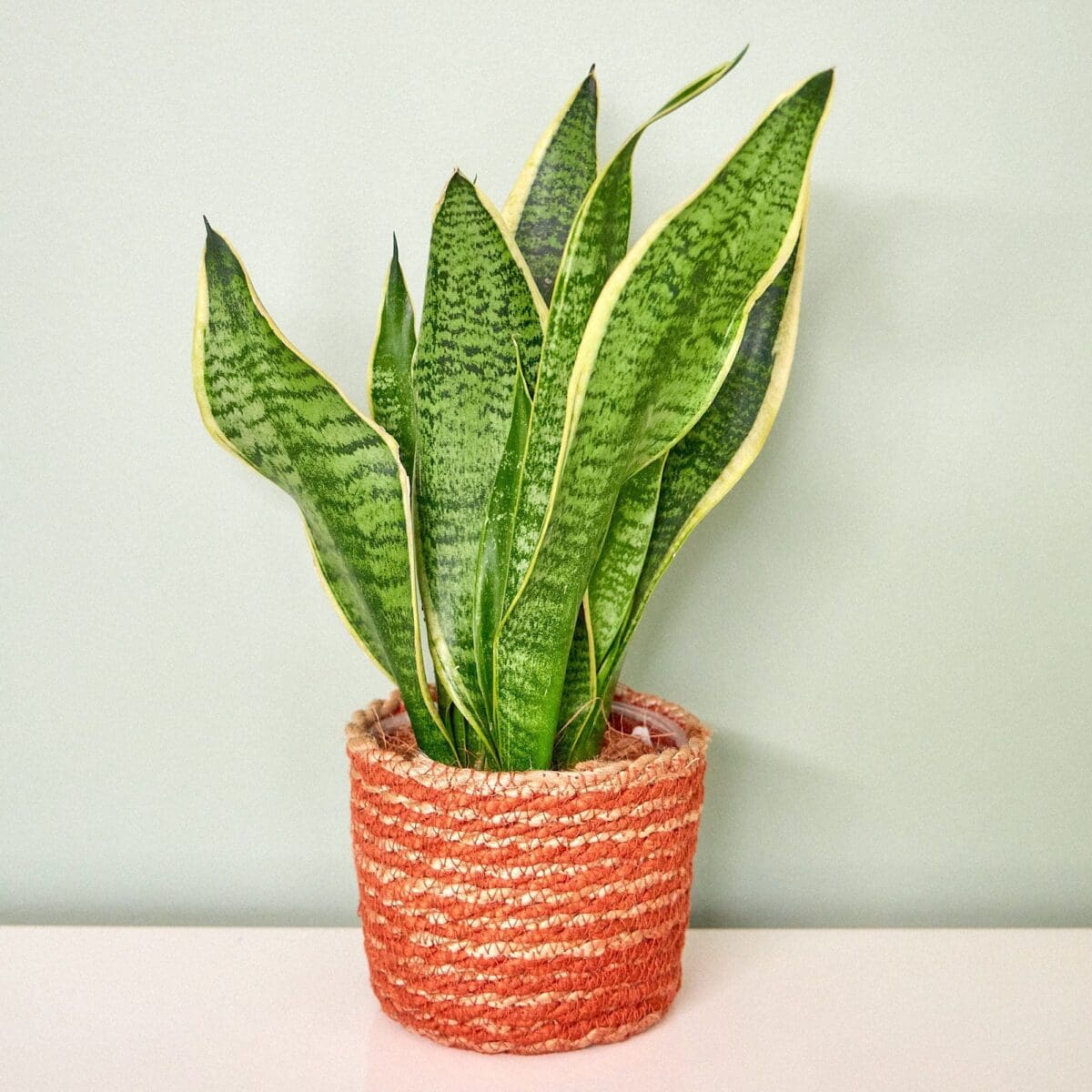 Sansevieria plant - Image 5