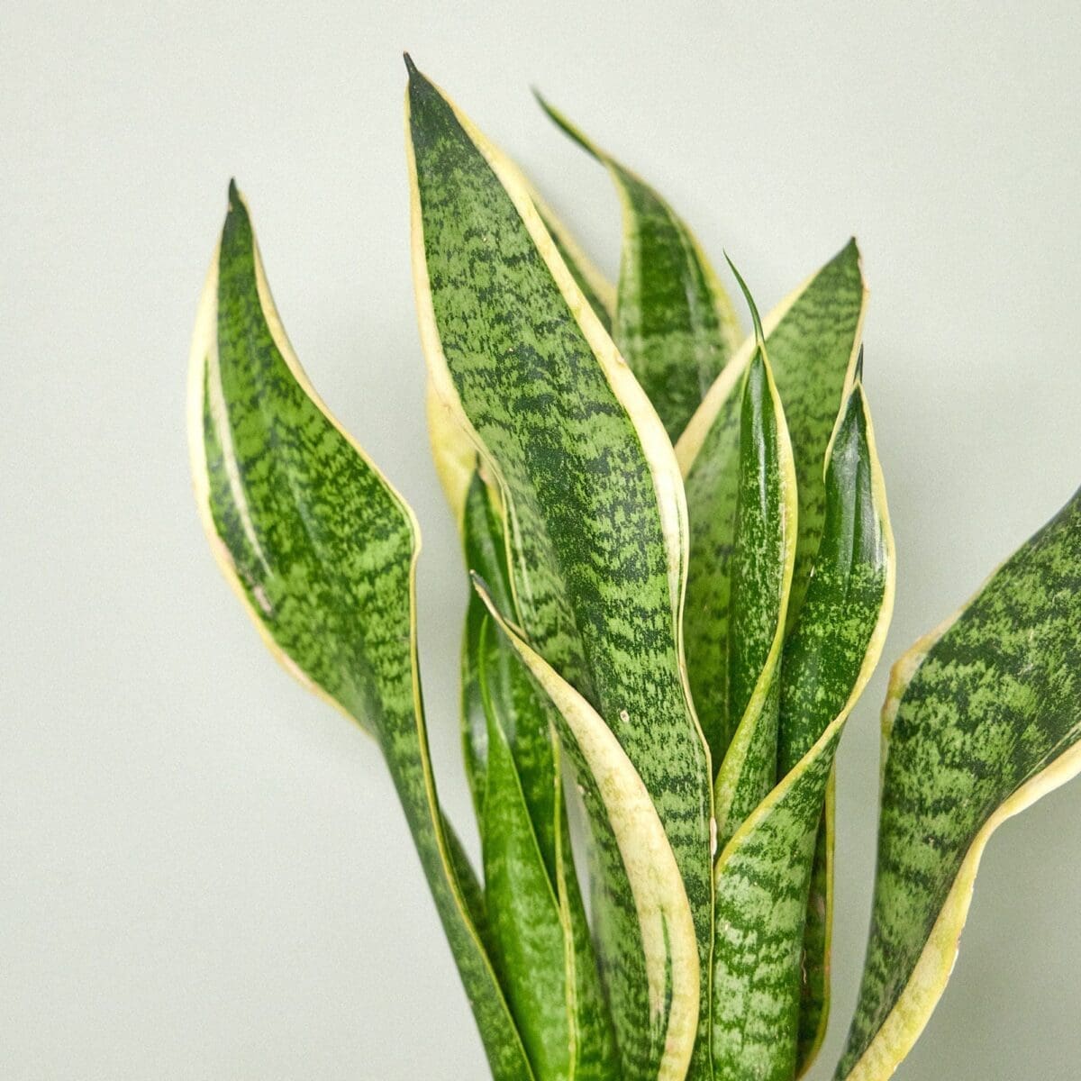 Sansevieria plant - Image 6