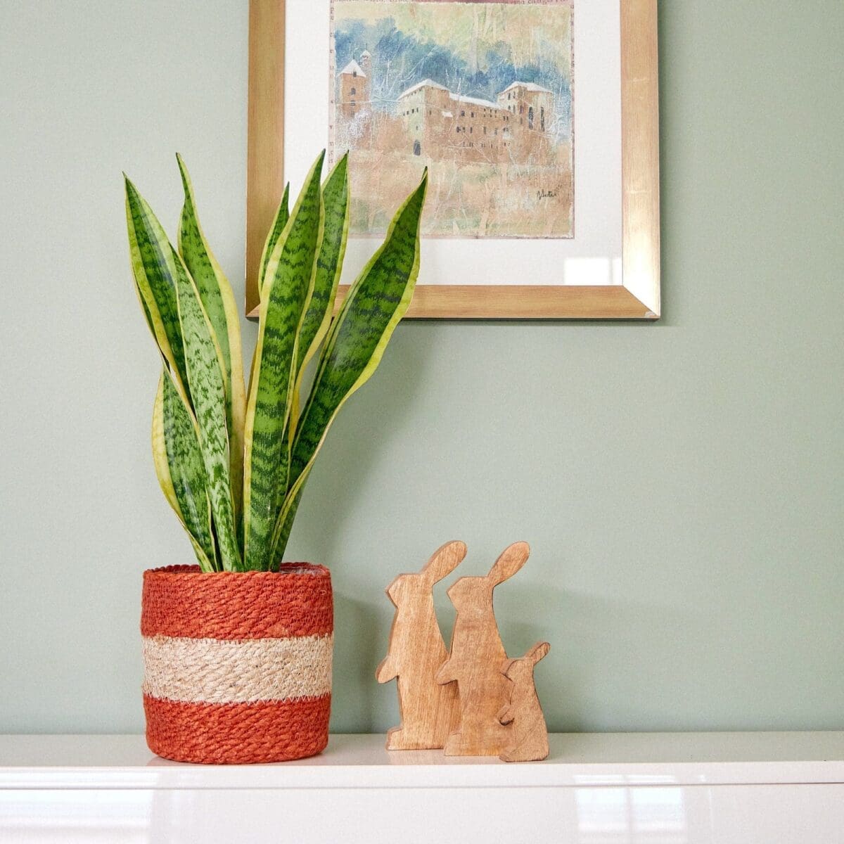 Sansevieria plant - Image 2