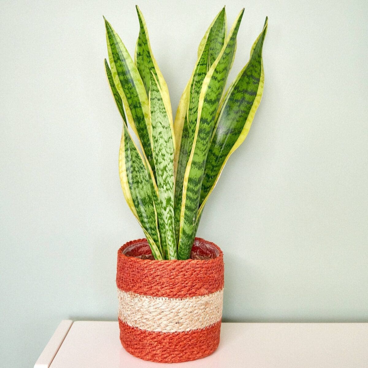 Sansevieria plant - Image 3