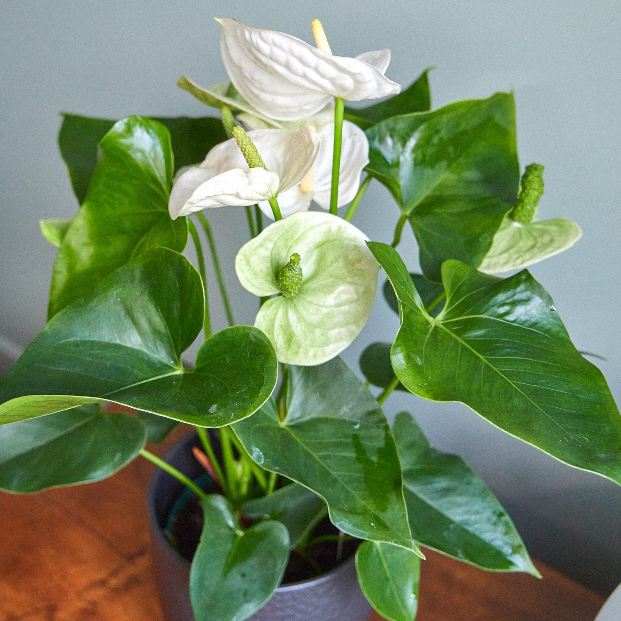 Plant White anthurium - Image 4