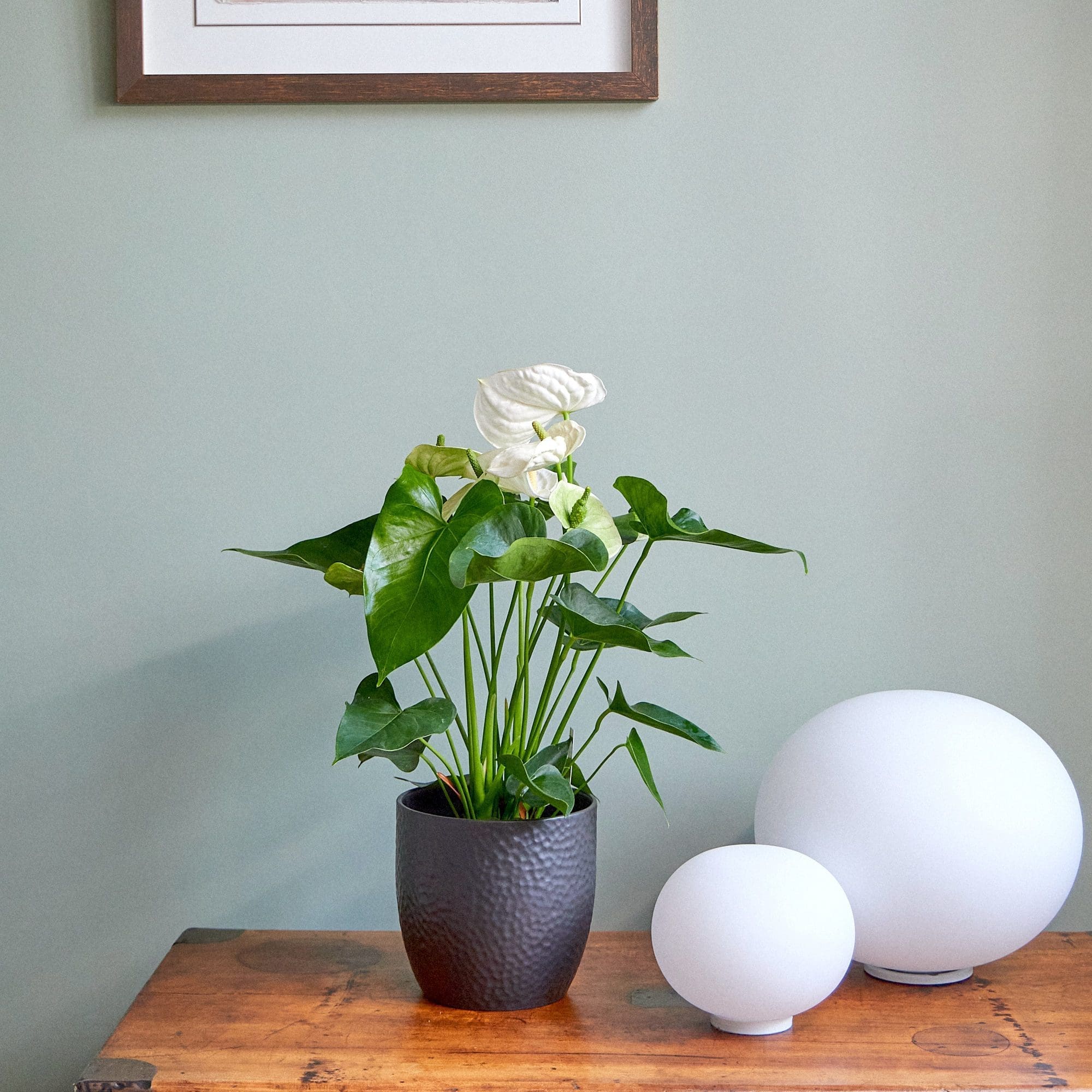 Plant White anthurium - Image 2