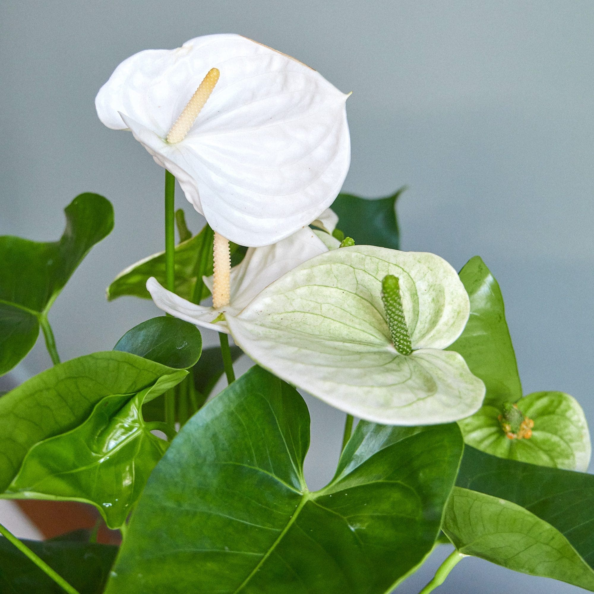 Plant White anthurium - Image 5