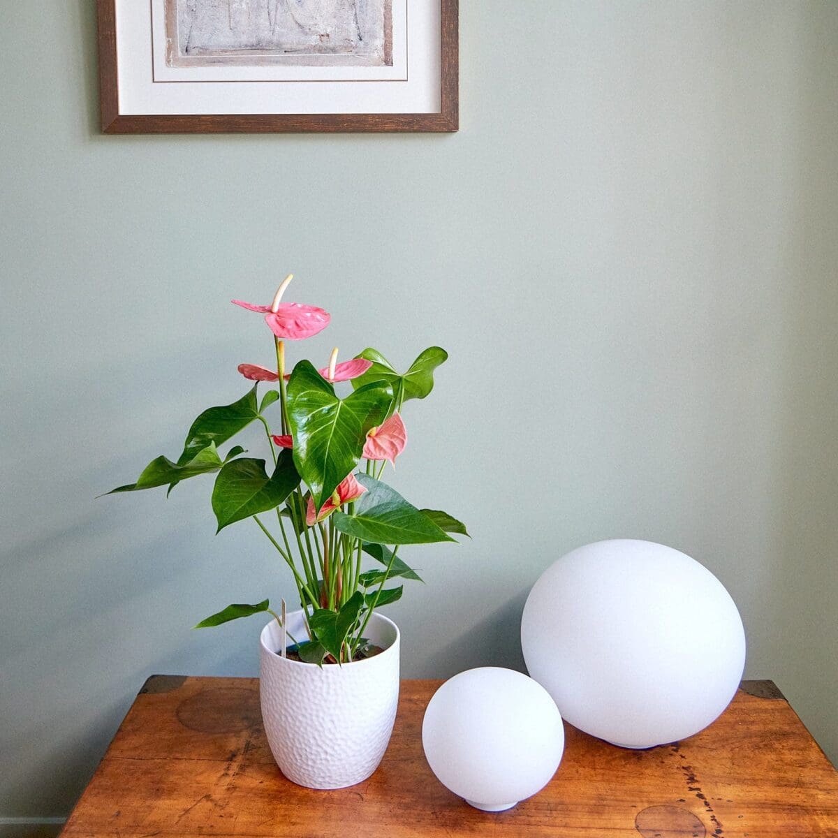 Pink Anthurium plant - Image 2
