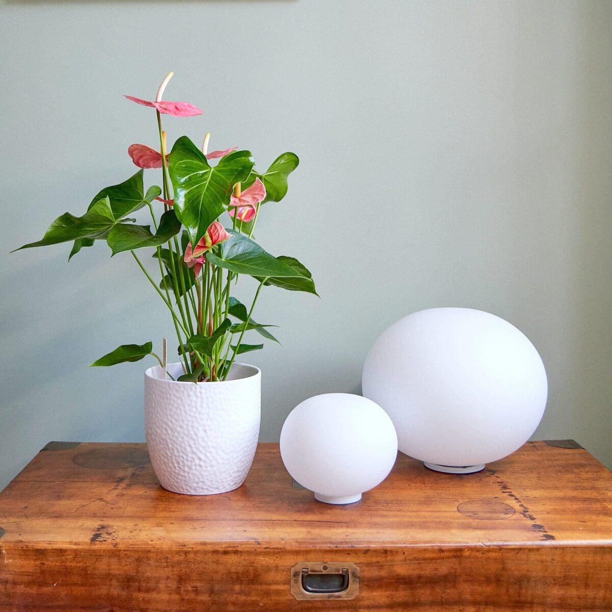 Pink Anthurium plant - Image 3