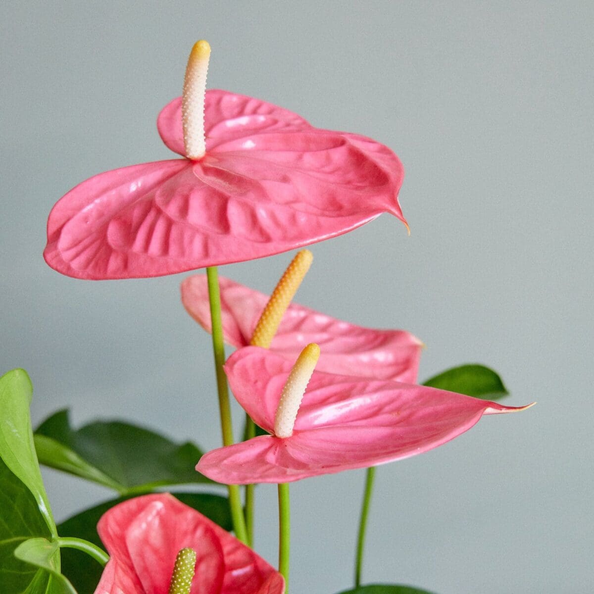 Pink Anthurium plant - Image 4