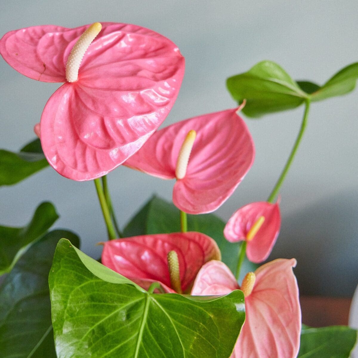 Pink Anthurium plant - Image 5