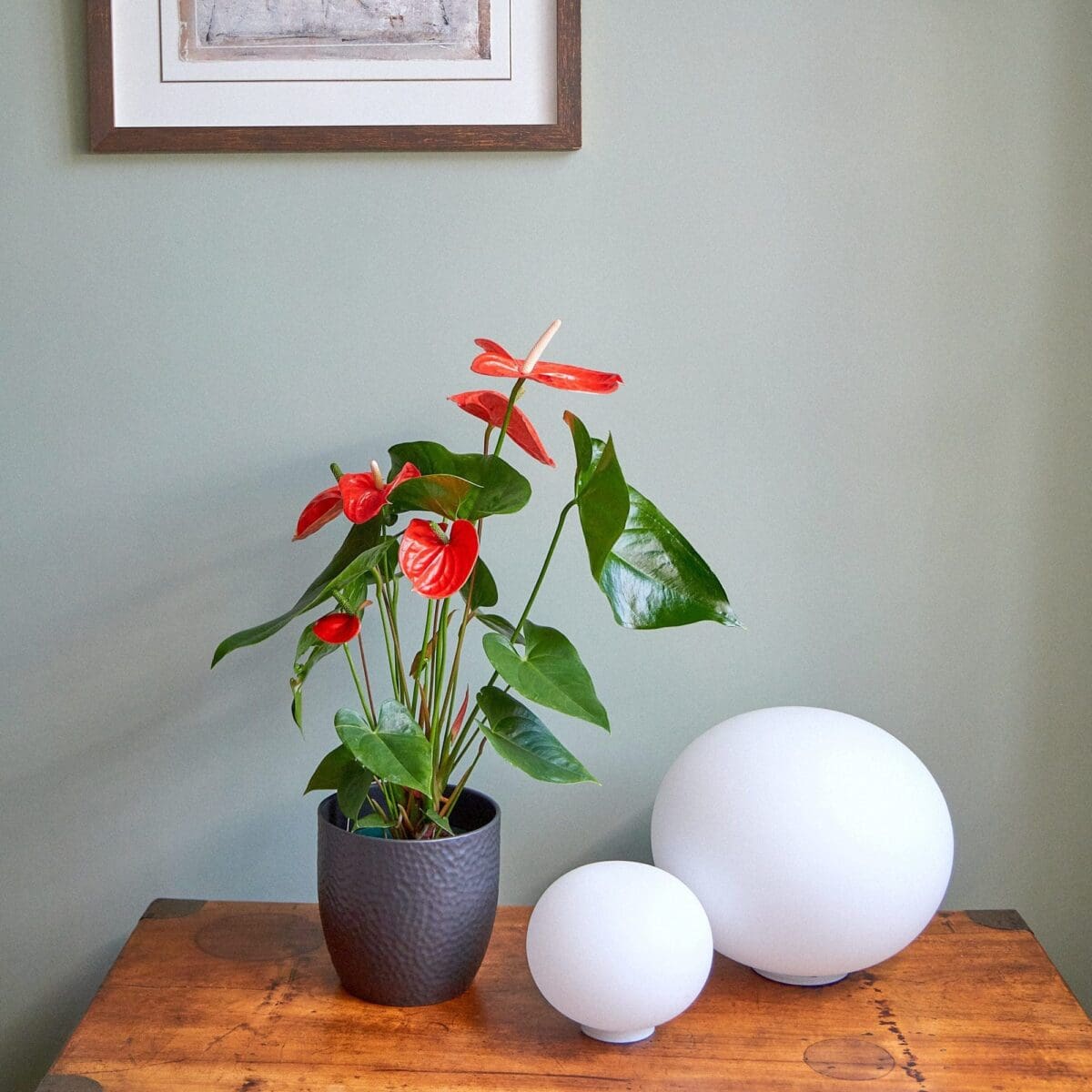 Plante Anthurium rouge – Image 2