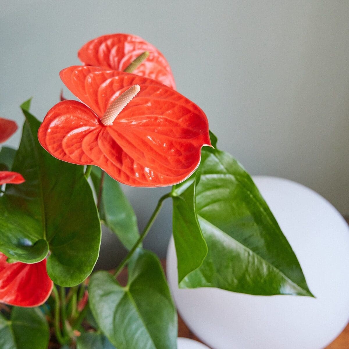 Plante Anthurium rouge – Image 4
