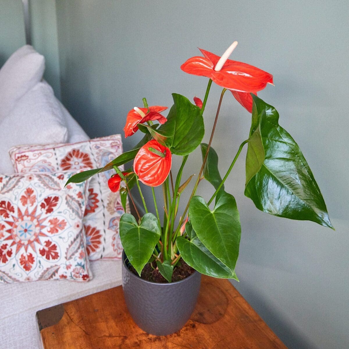 Plante Anthurium rouge – Image 3