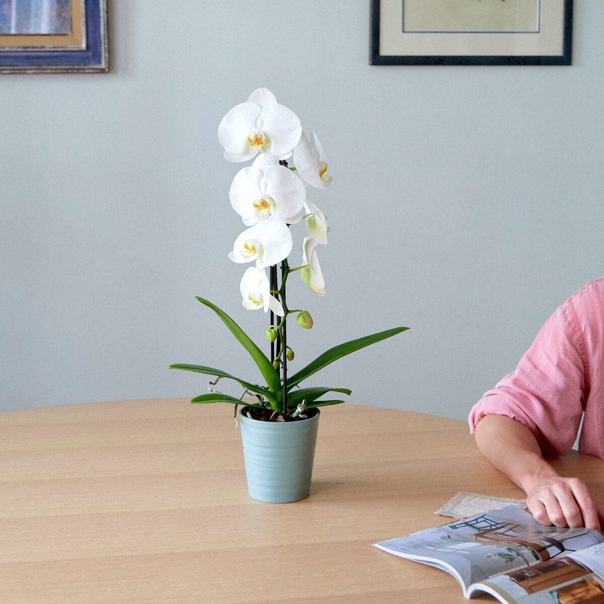 Plant Orchid Phalaenopsis white waterfall - Image 2