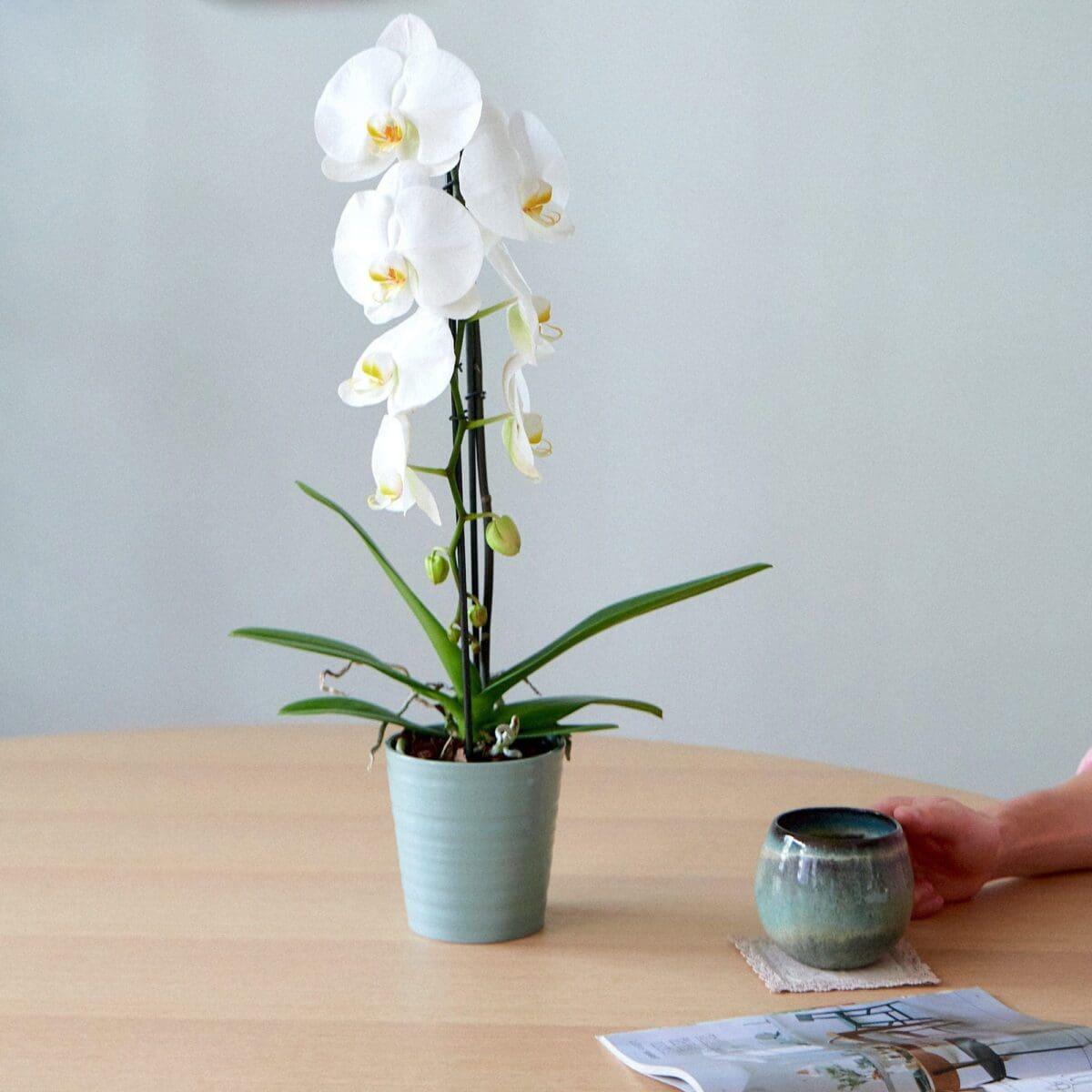 Plant Orchid Phalaenopsis white waterfall - Image 3