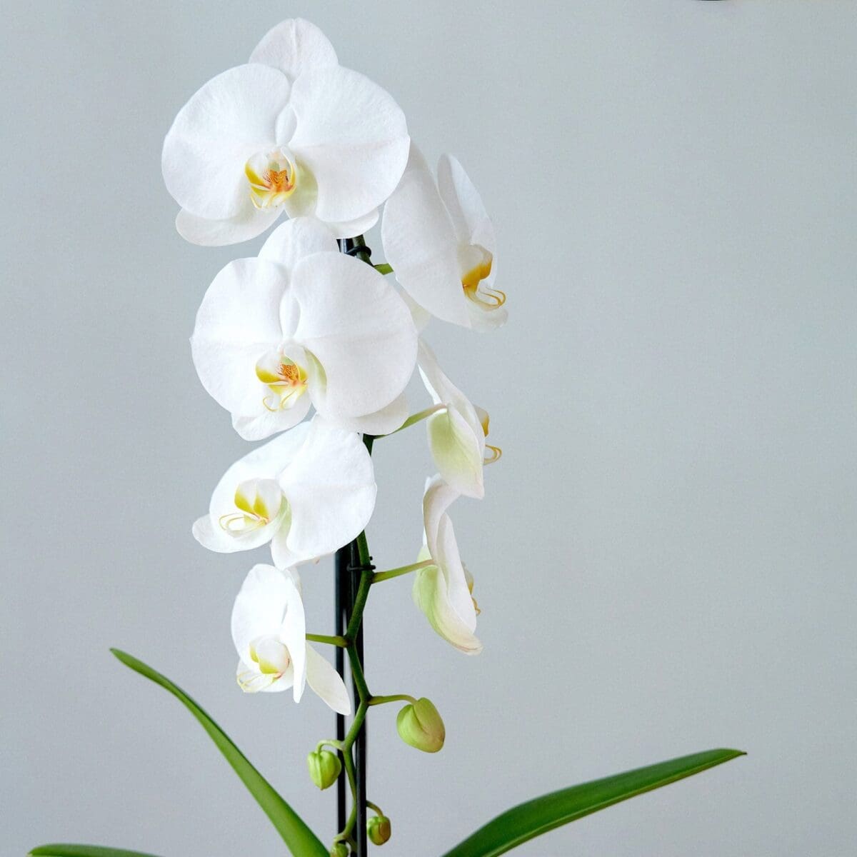Plant Orchid Phalaenopsis white waterfall - Image 4