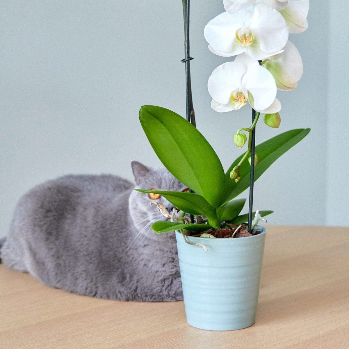 Plant Orchid Phalaenopsis white waterfall - Image 5