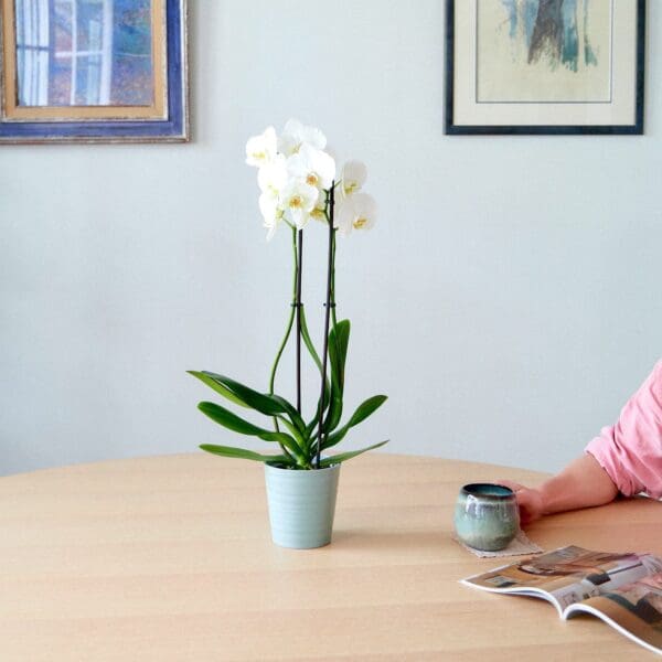 Plant Orchid Phalaenopsis white