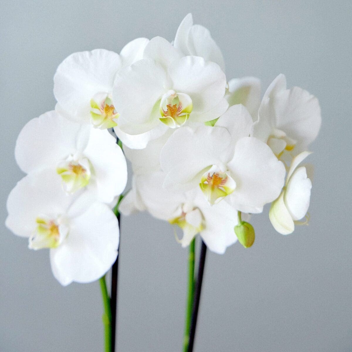 Plant Orchid Phalaenopsis white - Image 2