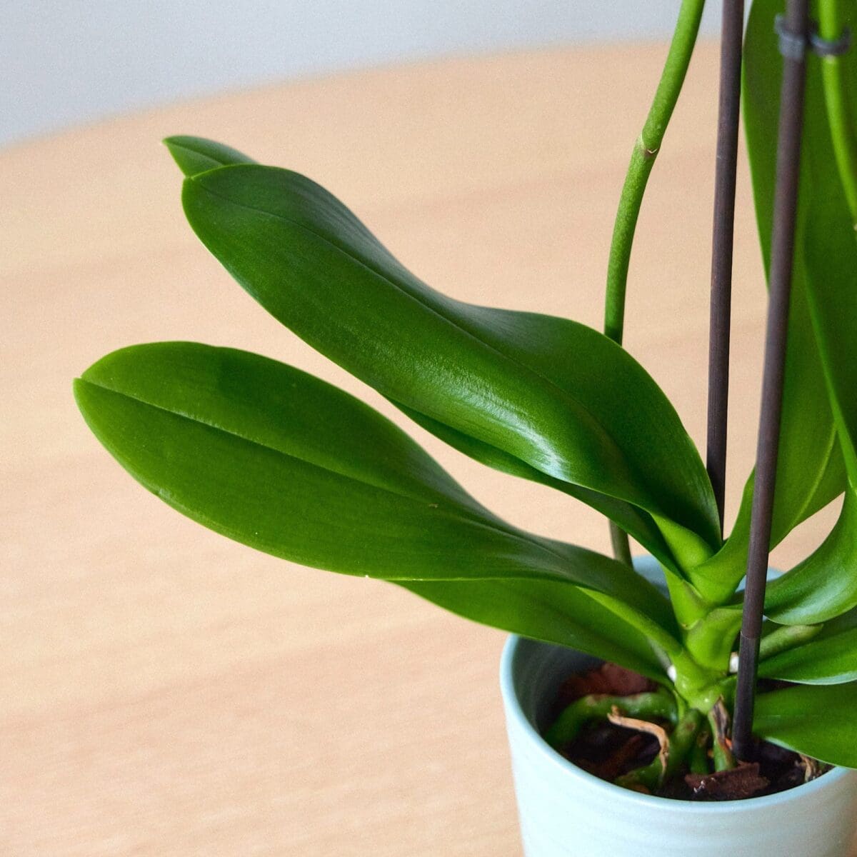 Plant Orchid Phalaenopsis white waterfall - Image 6
