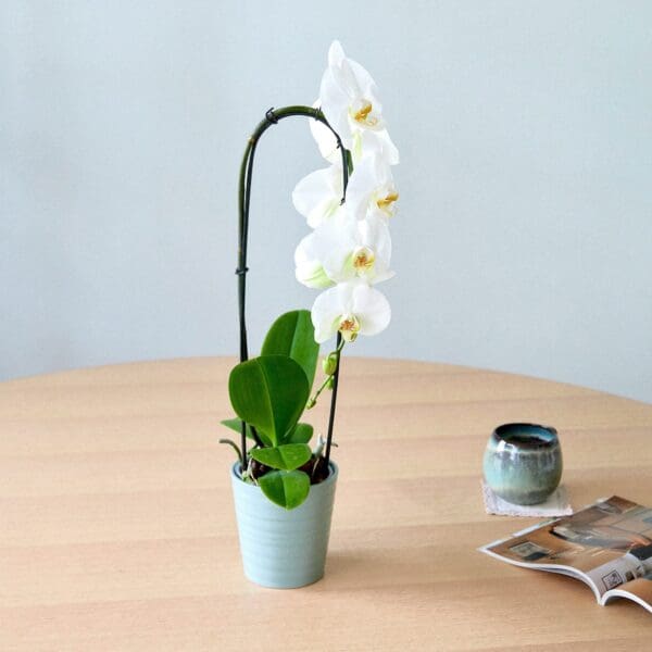 Plant Orchid Phalaenopsis white waterfall