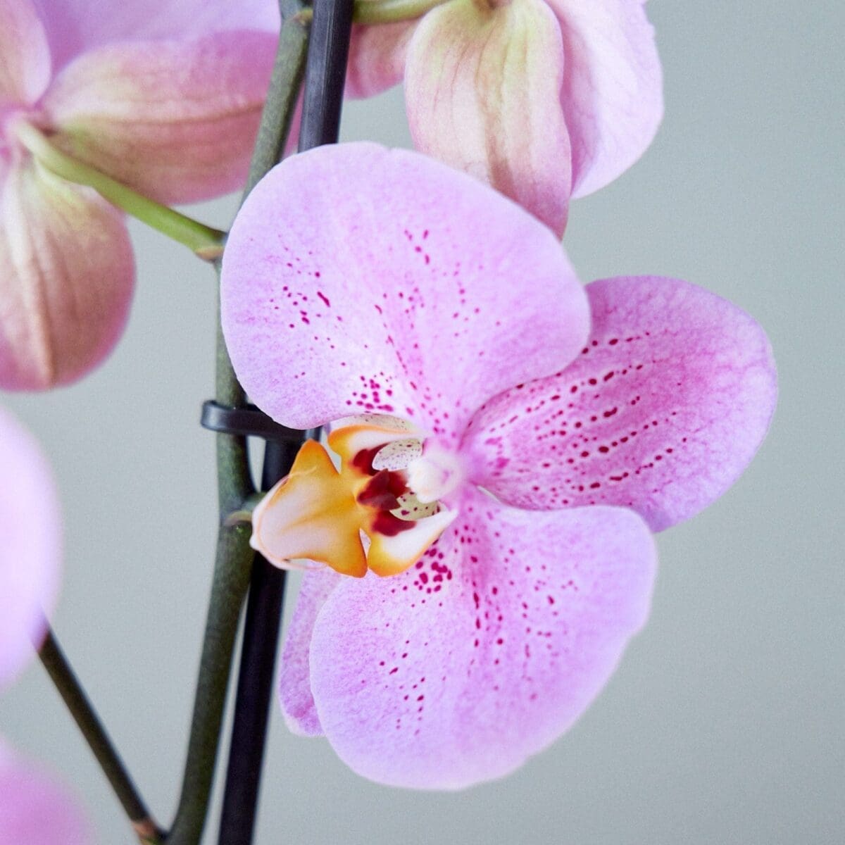 Orchid plant Phalaenopsis rose - Image 5