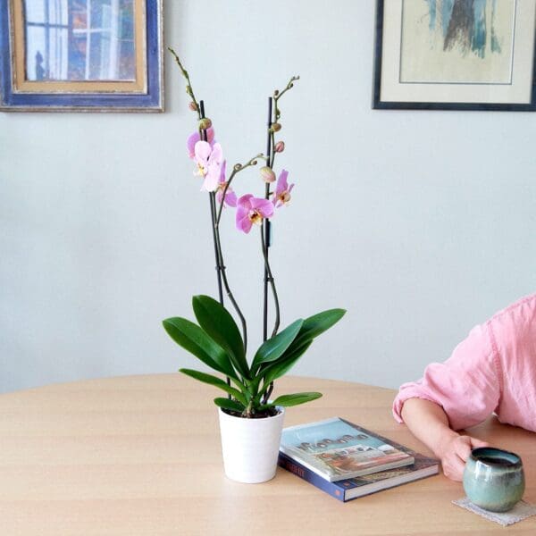 Orchid plant Phalaenopsis rose