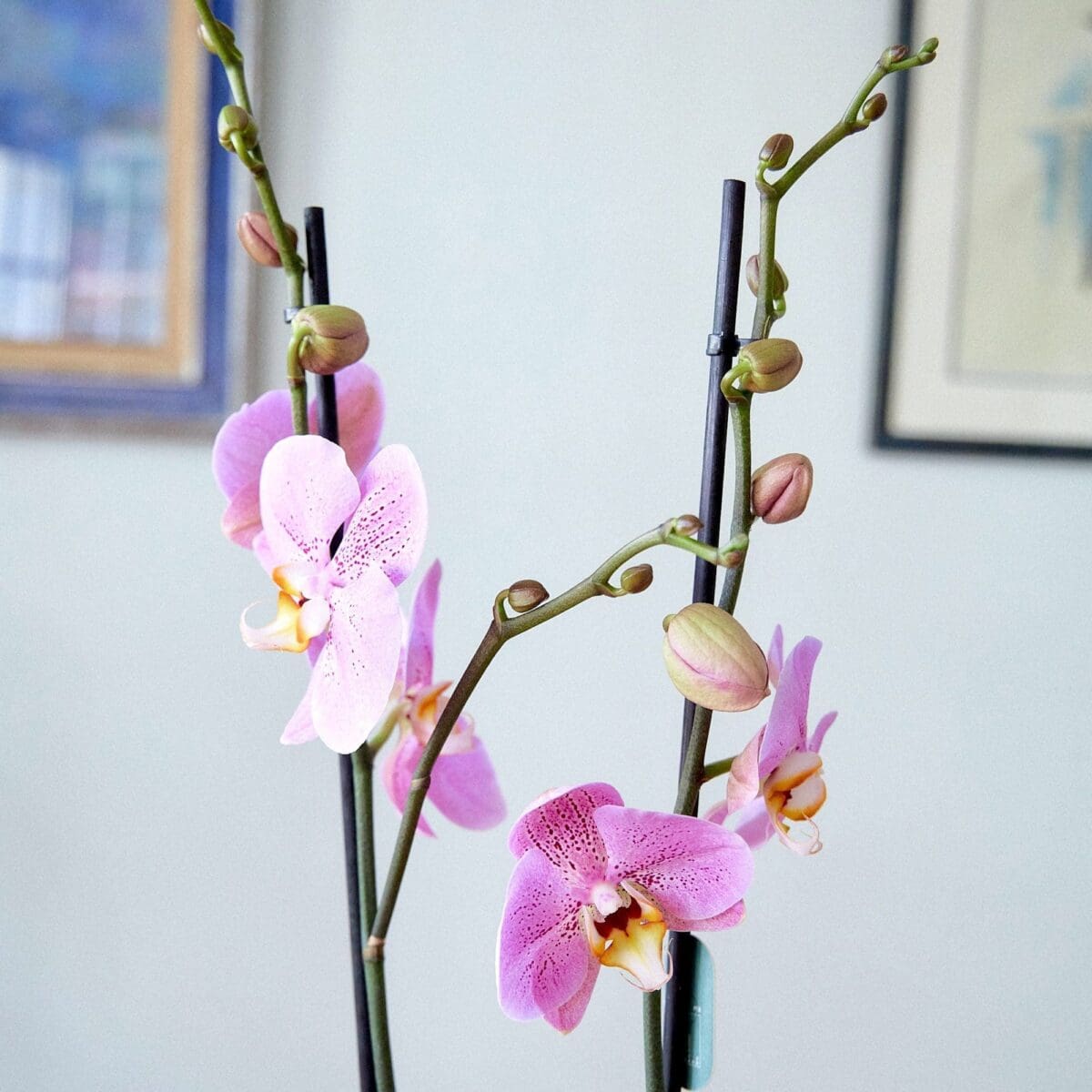 Orchid plant Phalaenopsis rose - Image 3