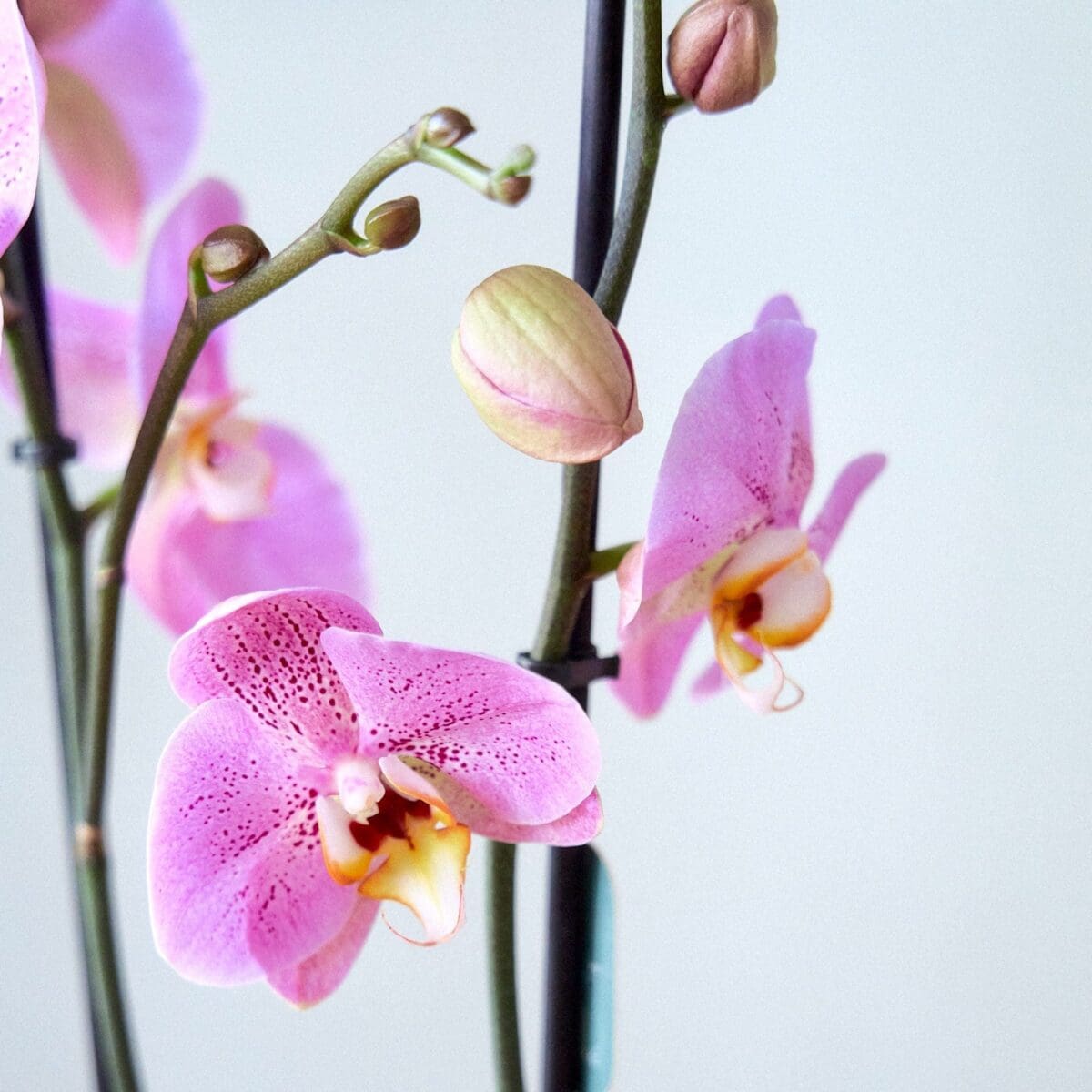 Orchid plant Phalaenopsis rose - Image 4