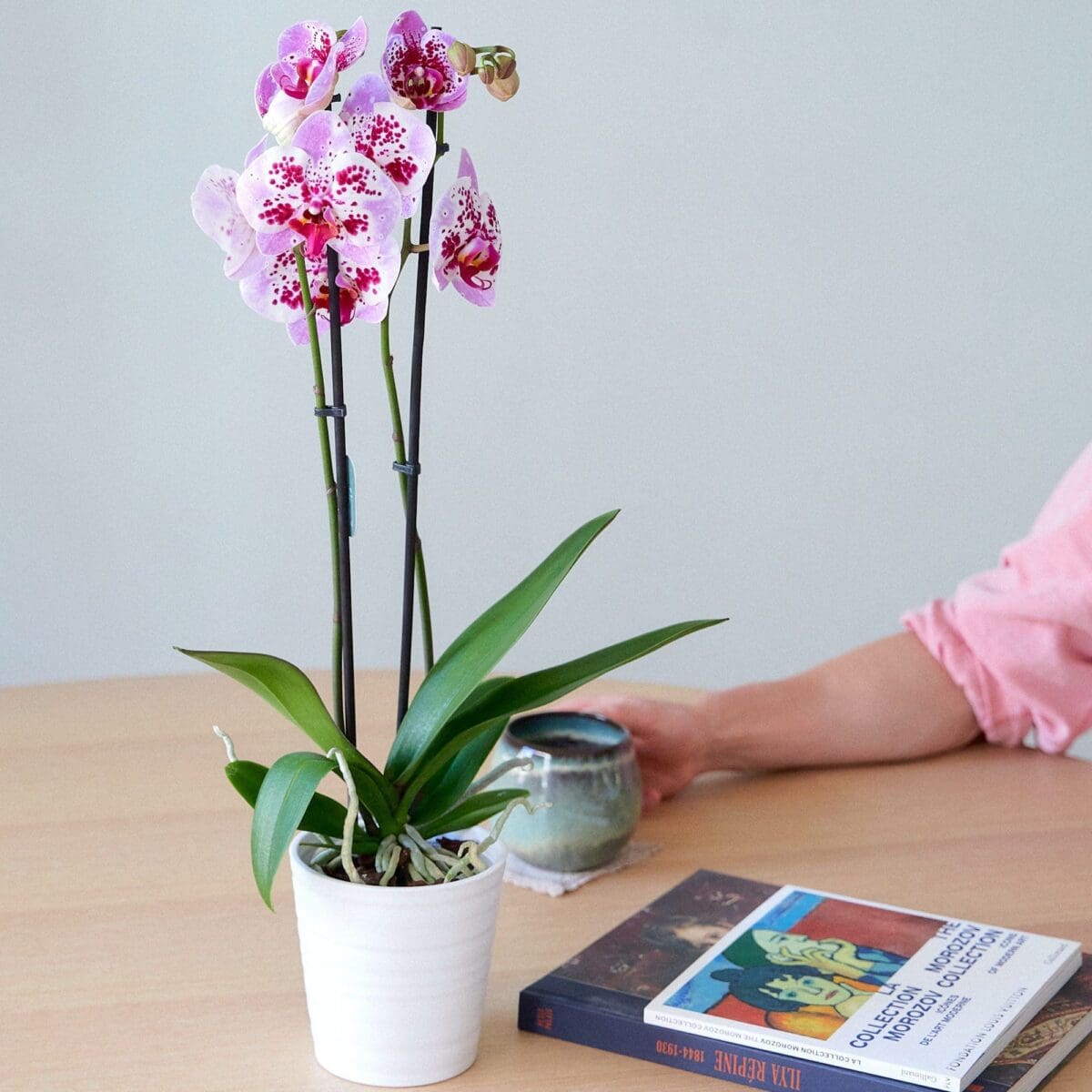 Orchid plant Phalaenopsis spotted pink - Image 2