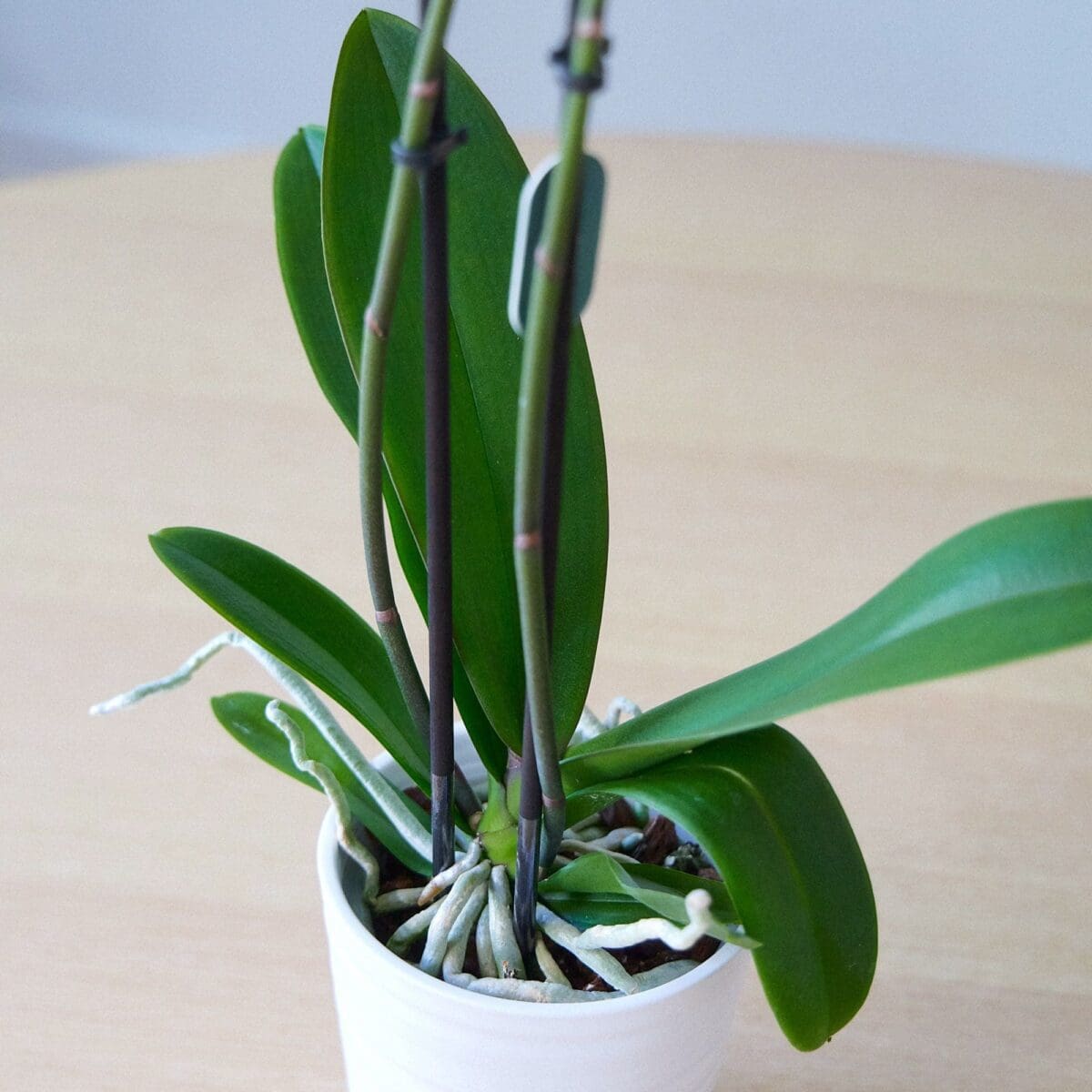 Plant Orchid Phalaenopsis white - Image 3