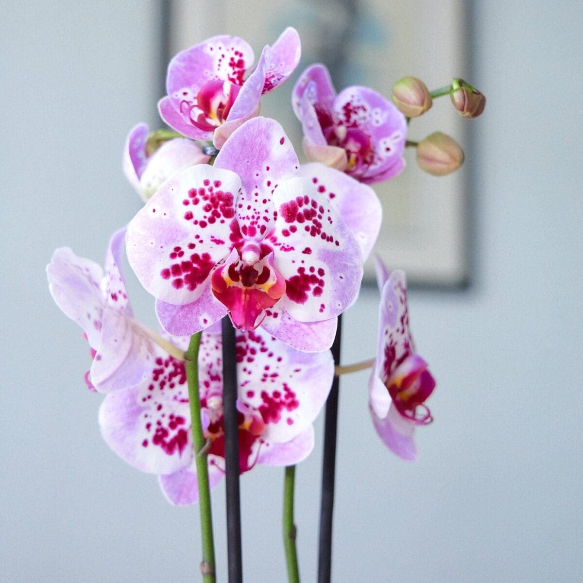 Orchid plant Phalaenopsis spotted pink - Image 3