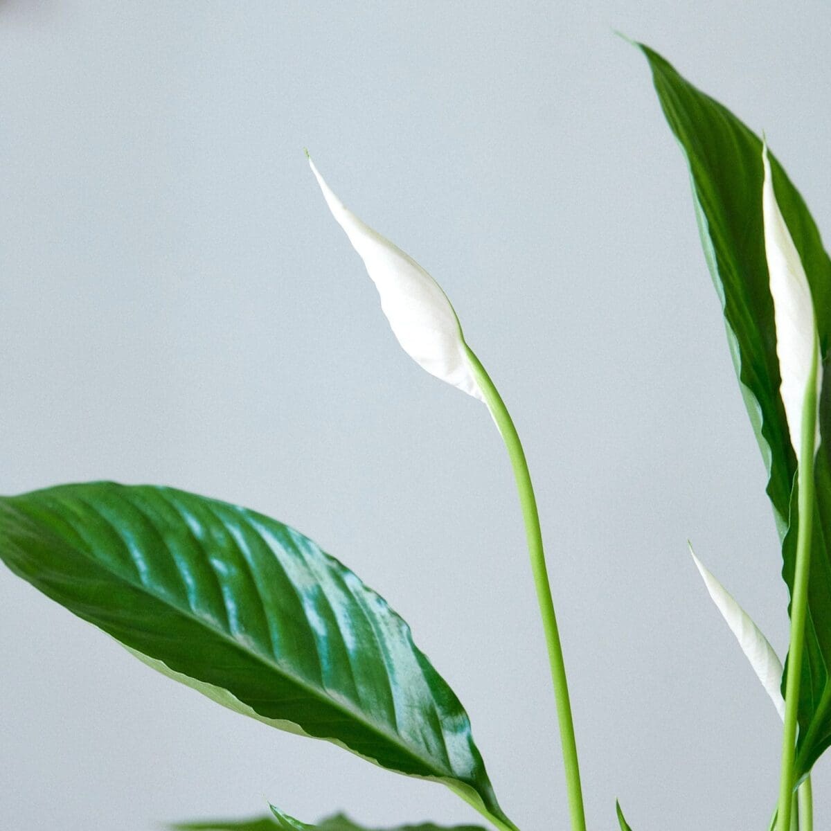 Spathiphyllum plant - Image 6