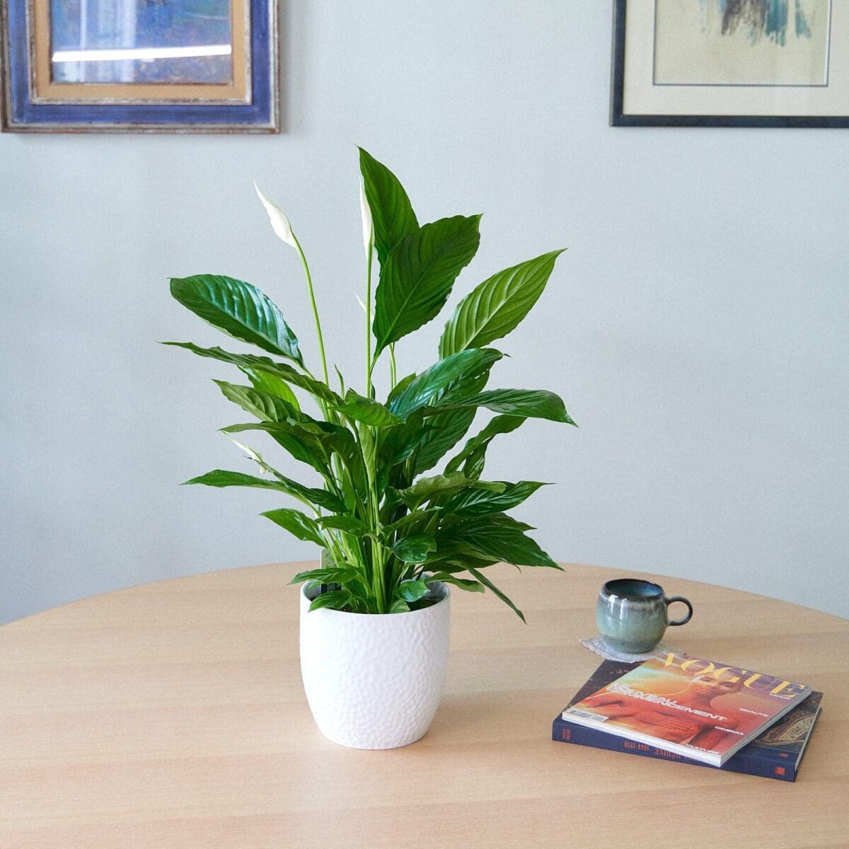 Spathiphyllum plant - Image 2