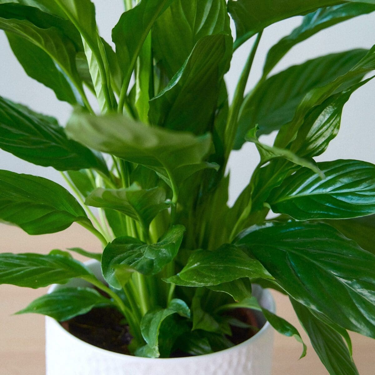 Spathiphyllum plant - Image 5