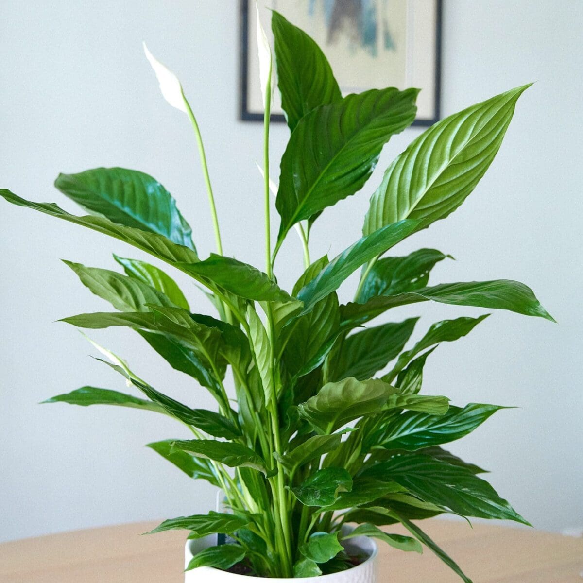 Spathiphyllum plant - Image 4