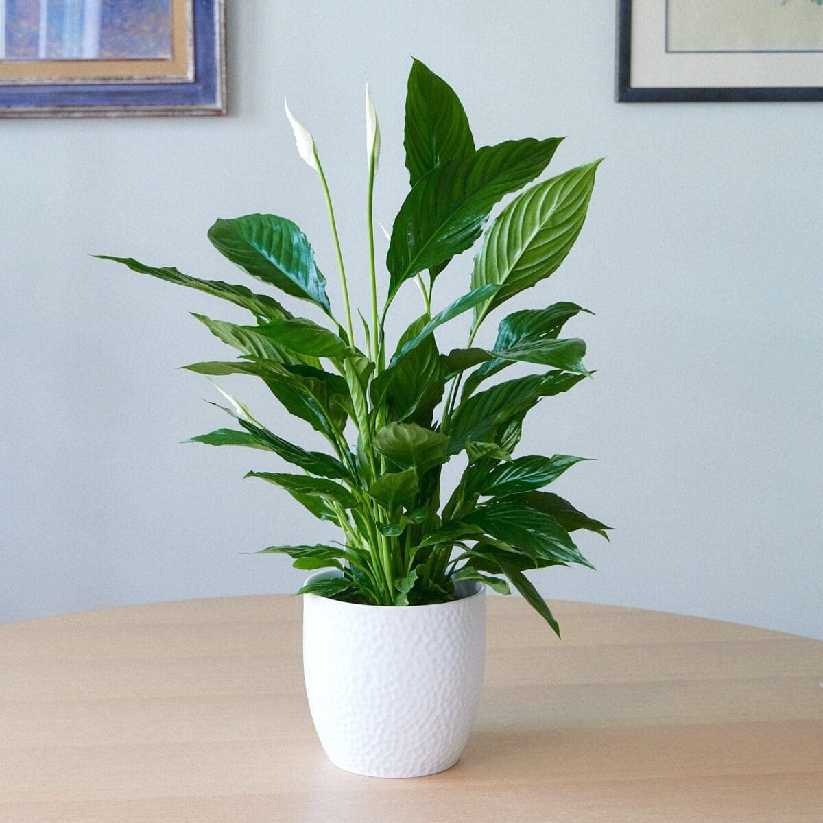Spathiphyllum plant - Image 3