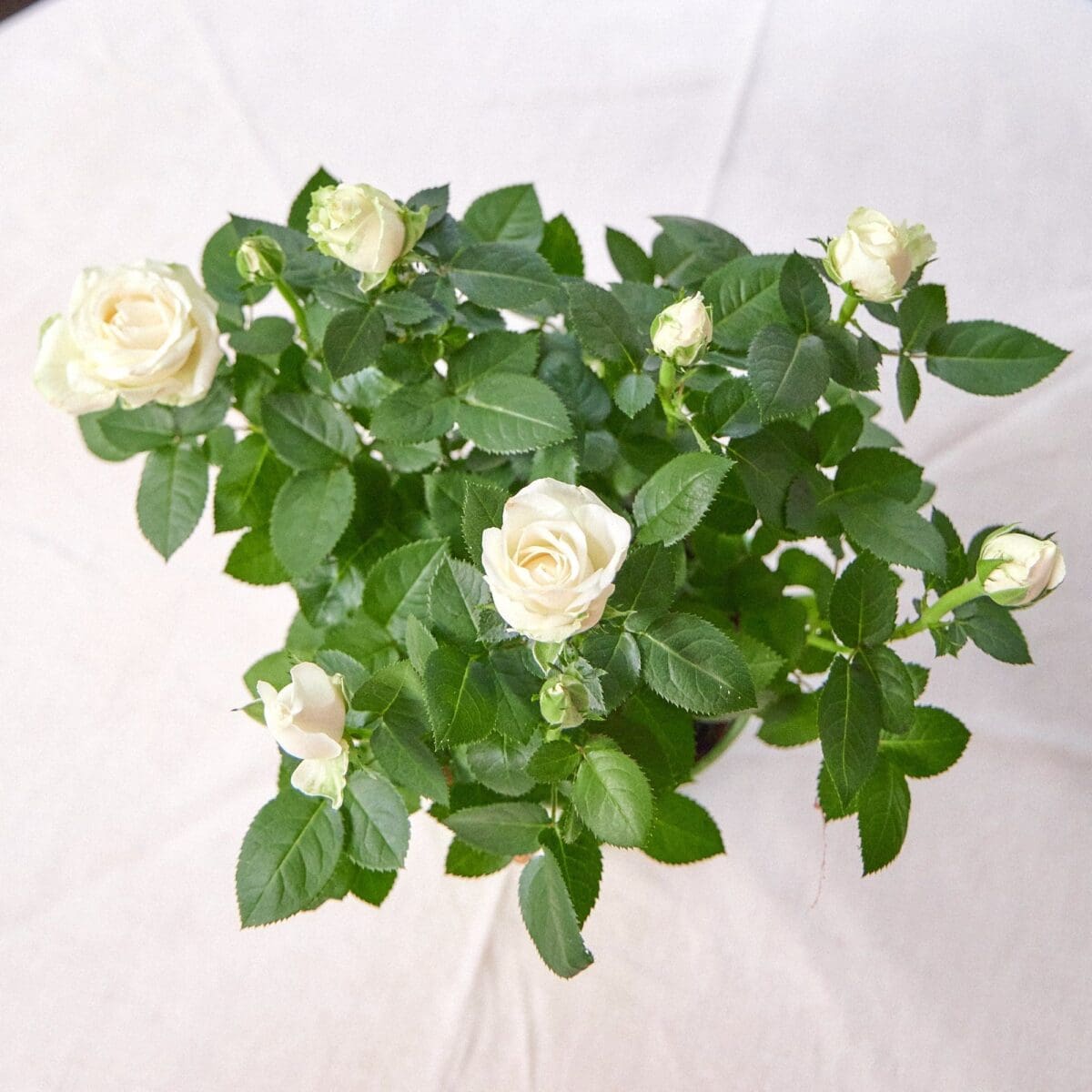 White rose plant - Image 2