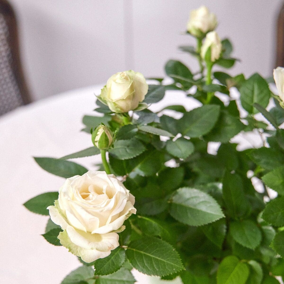 White rose plant - Image 3